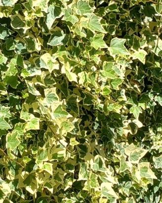 Piante di edera variegata in vaso 7