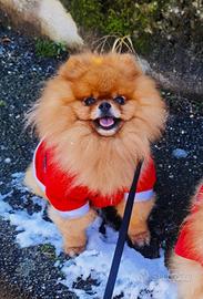 ACCOPPIAMENTO volpino pomerania TOY orange 2kg