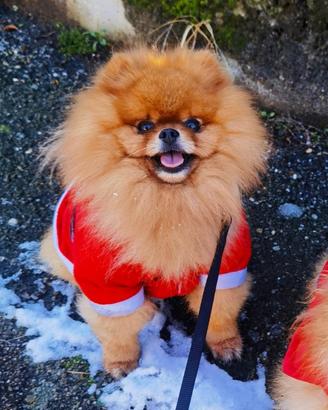 ACCOPPIAMENTO volpino pomerania TOY orange 2kg
