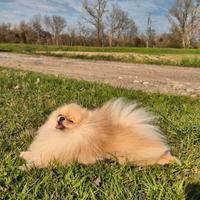 Spitz pomerania per monta, premiato in expo