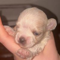 Maltese nano maschio