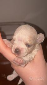 Maltese nano maschio