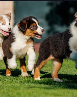 Cuccioli di Pastore Australiano Con Pedigree