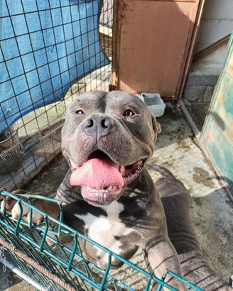 American Bully