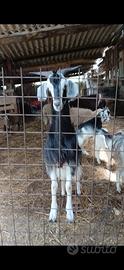 Capra