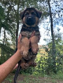 Cucciolo pastore tedesco