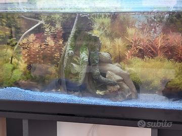 Labeotropheus Fuelleborni Eccles reef