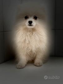 Spitz Pomerania mini toy