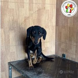 SCOOBY hai solo 1 anno