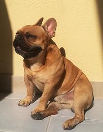 Bulldog francese