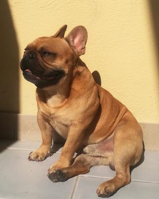 Bulldog francese