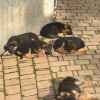 Dolcissimi cuccioli di Pastore Tedesco