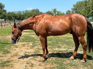 Quarter Horse Castrone 6 anni