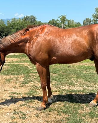 Quarter Horse Castrone 6 anni