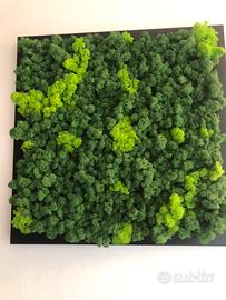 Quadro - armonia di licheni islandesi stabilizzati