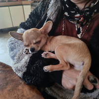 Chihuahua femminuccia