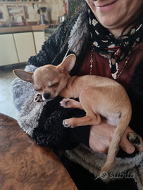 Chihuahua femminuccia
