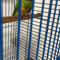 Pappagallo del senegal