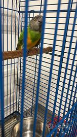 Pappagallo del senegal