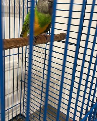 Pappagallo del senegal