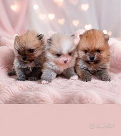 Volpini di pomerania toy