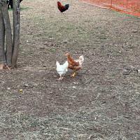Galline