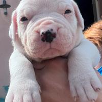Cuccioli dogo argentino