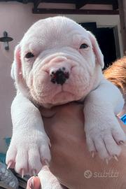 Cuccioli dogo argentino