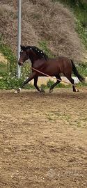 Cavallo baio spagnolo