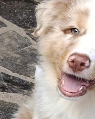 Cuccioli Pastore Australiano Australian Shepherd
