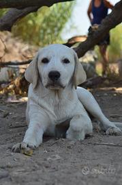 Cucciolo simil labrador di 4 mesi