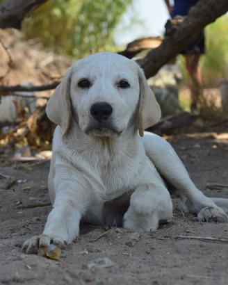 Cucciolo simil labrador di 4 mesi