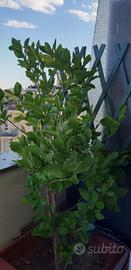 Piante di bergamotto.