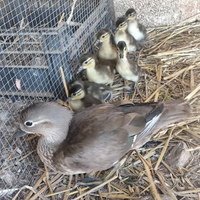 Anatroccoli anatra mandarino