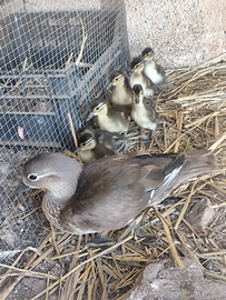 Anatroccoli anatra mandarino