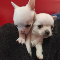 Chihuahua