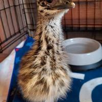 Emù (struzzo Australiano)