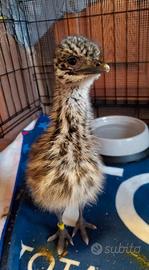 Emù (struzzo Australiano)