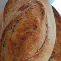 Panettiere