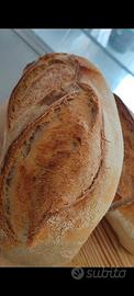 Panettiere