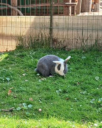 Coniglietti nani maschi