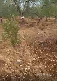 Terreno agricolo a Modugno (BA) 3.705 mq