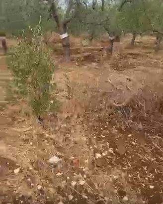 Terreno agricolo a Modugno (BA) 3.705 mq