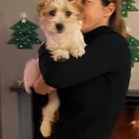 Jack russell pelo ruvido