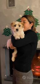 Jack russell pelo ruvido