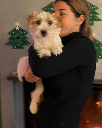 Jack russell pelo ruvido