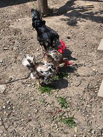 Galline collo nudo