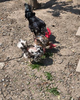 Galline collo nudo
