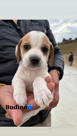 Cucciolino in adozione