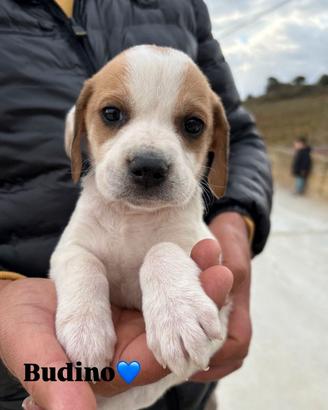 Cucciolino in adozione